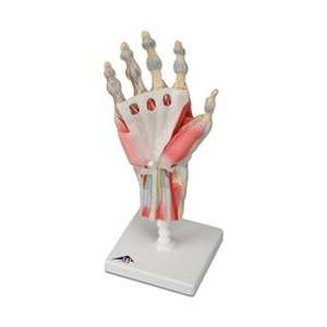    Hand Skeleton with Ligaments and Muscles: Health & Personal Care