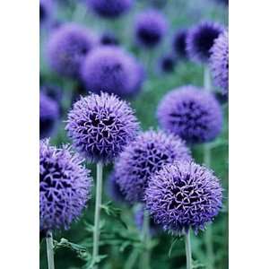  GLOBE THISTLE BUTTERFLY FLOWER   25 SEEDS: Patio, Lawn 