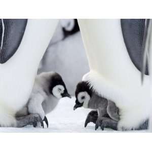 Emperor Penguin Chicks, Snow Hill Island, Weddell Sea, Antarctica 