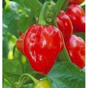   Red Habenero Pepper   50+ Seeds   Very Hot: Patio, Lawn & Garden