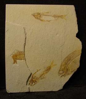 Fossil Fish Knightia Alta & Phareodus testis KASPTS1  