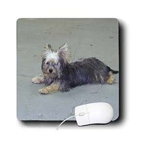   Jackie Popp Wildlife N Nature dogs   Yorkie   Mouse Pads Electronics