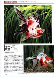 Fish Book Japanese Goldfish Ranchu Catalogue 5  