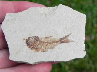 Fossil Fish Lebanon Cretaceous WHAT A BEAUTIFUL FISH  