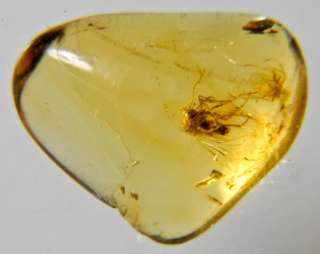 GENUINE BALTIC AMBER WITH FOSSIL INSECT  