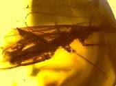 PRAYING MANTIS in FLALWLESS Mexican Amber  