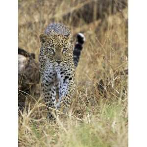 Leopard (Panthera Pardus) Approaching, Samburu Game Reserve, Kenya 