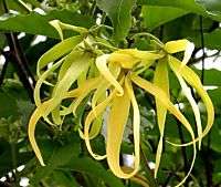 YLANG YLANG TREE Cananga odorata *so fragrant* 10 seeds  