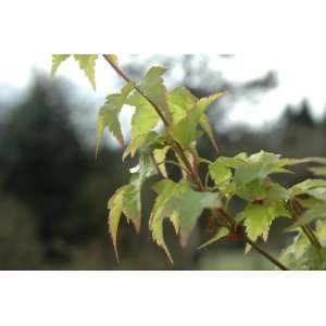  Acer Palmatum Sagara Nishiki   Japanese Maple Tree   Pot 