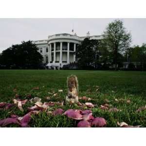 Squirrel Eating on the White House Lawn National Geographic Collection 