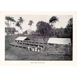  1903 Print Indigo Dye Making Plantation Farm Commonwealth 