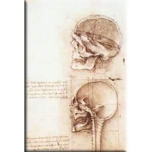 Studies of human skull 11x16 Streched Canvas Art by Da Vinci, Leonardo