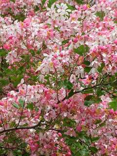 Cassia javanica PINK/WHITE SHOWER TREE ~SEEDS~  