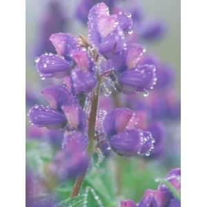  Dew Drops on Blooming Lupine, Olympic National Park, Washington 