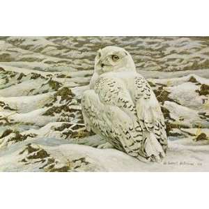  Robert Bateman   Plowed Field Snowy Owl: Home & Kitchen