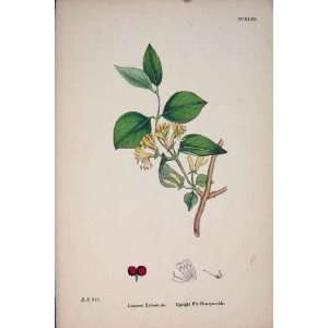  T Honeysuckle Flower Plant Colour Old Print 1878