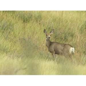  Doe Mule Deer in Grassland, Odocoileus Hemionus, Wind Cave 