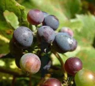 Riverbank Grape.Wild Native.20 Seeds  