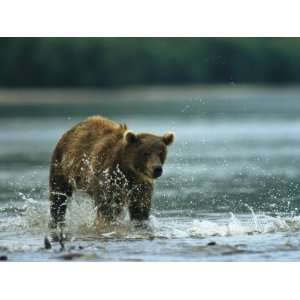  A Brown Bear Splashing Through Water While Hunting for 