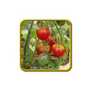   Tomato Seeds   Stupice Bulk Vegetable Seeds Patio, Lawn & Garden