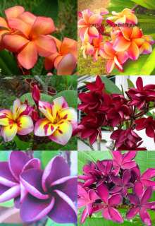 Plumeria/Frangipani/Flowers/Plants/Mixed/ 500 seeds  