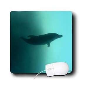   Calvo Whales n Dolphins   Bottlenose dolphin   Mouse Pads Electronics