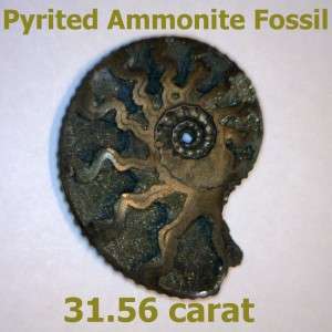 Rare Pyrited Ammonite Russian Fossil Specimen 30 x 25mm Fools Gold 31 