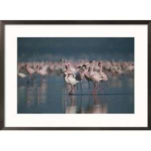  flamingos wade in the shallow water of Lake Nakuru Styles Framed Art 