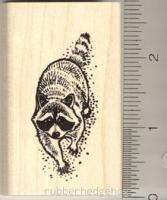 Raccoon rubber stamp wood mounted E7204 racoon  