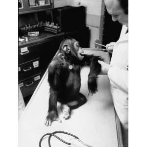  Chimps During Training at Holloman Air Force Base For 