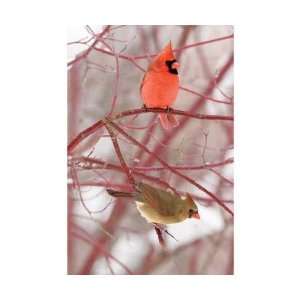   Publications Cardinals Blank Journal Lined Patio, Lawn & Garden