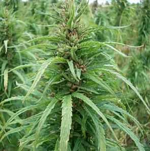 ORGANIC Cold Pressed Unrefined Hemp Seed Oil 15ml Cannabis sativa Seed 