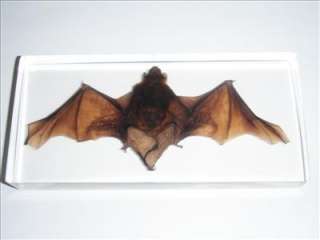 Real Bat Specimen    Common Pipistrelle (Lucite clear)  