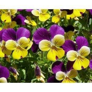  Johnny Jump Up   100,000 Seeds Patio, Lawn & Garden