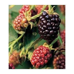    Blackberry Pair Chester and Triple Crown Patio, Lawn & Garden
