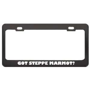 Got Steppe Marmot? Animals Pets Black Metal License Plate Frame Holder 