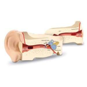   value Cross Section Ear Model By Learning Resources: Toys & Games