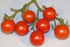 tomato, CHERRY RED, small 1 oz fruit, 100 SEEDS! GroCo  