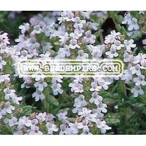  THYME Thymus Vulgaris     5,000 Herb Seeds Patio, Lawn 