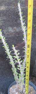 Fouquieria splendens Cold Hardy Texas Ocotillo 22  