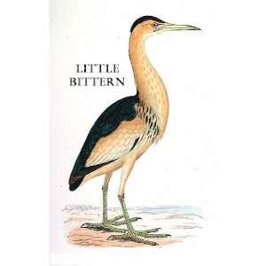 Birds Little Bittern Sheet of 21 Personalised Glossy Stickers or 