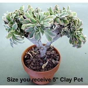  Crested Pinwheel Plant   Aeonium   5 Clay Pot   Easy 