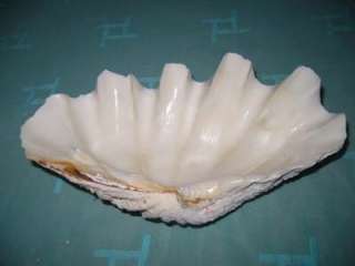 RARE BIG TRIDACNA CLAM SEA SHELLS FROM RED SEA EGYPT SIZE 9.5 