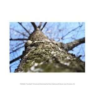  Pivot Publishing   B PPBPVP0636 Treebark  10 x 8  Poster 