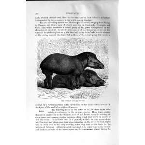  AMERICAN TAPIR WILD ANIMALS NATURAL HISTORY 1894