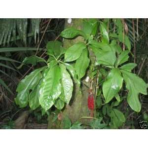  Anthurium sp.  Unusual vine type from Belize 50 seeds 