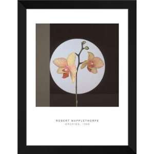 Robert Mapplethorpe FRAMED Art 28x36 Orchids, 1988 