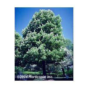  Horsechestnut Buckeye Tree: Patio, Lawn & Garden