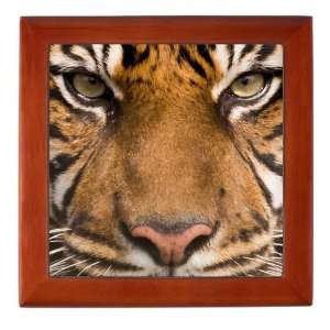  Keepsake Box Mahogany Sumatran Tiger Face 