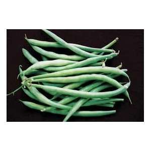  French Filet Stringless Bush Bean Seed Pack Patio, Lawn 